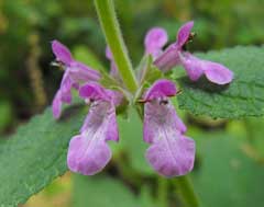 Stachys bullata California Hedgenettle Stachys bullata California Hedgenettle