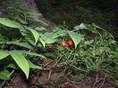 Streptopus amplexifolius Wild Cucumber, Claspleaf twistedstalk, Tubercle twistedstalk Streptopus amplexifolius Wild Cucumber, Claspleaf twistedstalk, Tubercle twistedstalk