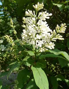 Syringa josikaea Hungarian Lilac Syringa josikaea Hungarian Lilac
