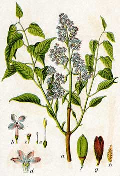 Syringa vulgaris Lilac, Common lilac Syringa vulgaris Lilac, Common lilac