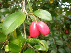 Syzygium australe Brush Cherry Syzygium australe Brush Cherry