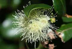 Syzygium australe Brush Cherry Syzygium australe Brush Cherry