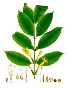 Tachia guianensis Tachia Tachia guianensis Tachia