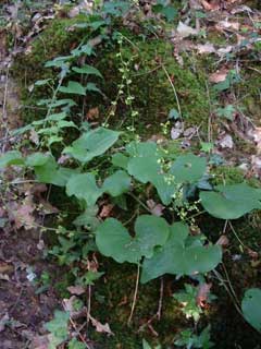 Tamus communis Black Bryony Tamus communis Black Bryony