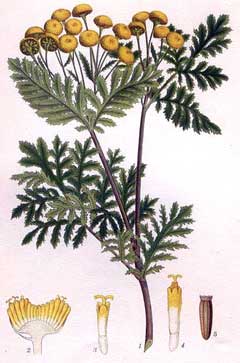 Tanacetum vulgare Tansy, Common tansy, Golden Buttons, Curly Leaf Tansy Tanacetum vulgare Tansy, Common tansy, Golden Buttons, Curly Leaf Tansy