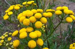 Tanacetum vulgare Tansy, Common tansy, Golden Buttons, Curly Leaf Tansy Tanacetum vulgare Tansy, Common tansy, Golden Buttons, Curly Leaf Tansy