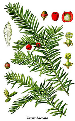 Taxus baccata Yew, English yew,  Common Yew
