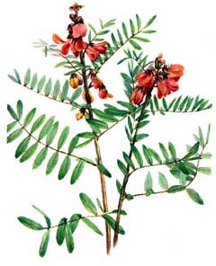Tephrosia virginiana Catgut, Virginia tephrosia