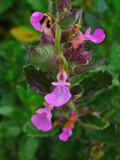 Teucrium chamaedrys Wall Germander, Germander Teucrium chamaedrys Wall Germander, Germander
