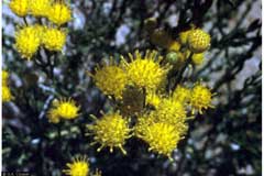 Thelesperma gracile Hopi tea greenthread Thelesperma gracile Hopi tea greenthread