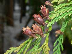 Thuja plicata Western Red Cedar, Giant Arborvitae, Giant Cedar, Incense Cedar, Western Red Cedar Thuja plicata Western Red Cedar, Giant Arborvitae, Giant Cedar, Incense Cedar, Western Red Cedar