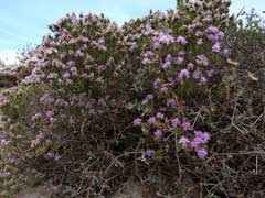 Thymus capitatus Headed Savory, Thymus Thymus capitatus Headed Savory, Thymus