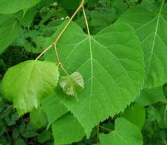 Tilia amurensis 
