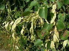 Tilia chinensis Tilia chinensis