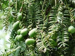 Torreya grandis Chinese Nutmeg Tree Torreya grandis Chinese Nutmeg Tree