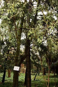 Torreya grandis Chinese Nutmeg Tree Torreya grandis Chinese Nutmeg Tree