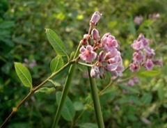 Trachomitum sarmatiense Sarmatian Dogbane, Sarmatian Kendry