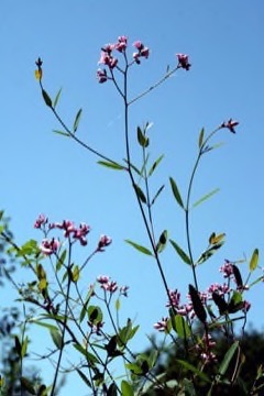 Trachomitum scabrum Kendry, Rough Kendry