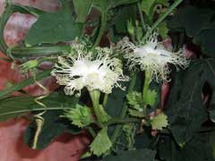 Trichosanthes kirilowii Chinese Cucumber