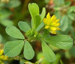 Trifolium dubium Suckling Clover Trifolium dubium Suckling Clover