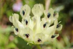 Trifolium fucatum Sour Clover, Bull clover Trifolium fucatum Sour Clover, Bull clover