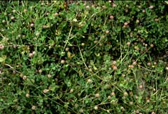 Trifolium microcephalum Smallhead Clover Trifolium microcephalum Smallhead Clover