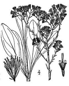 Trilisa odoratissima Vanilla Plant, Vanillaleaf