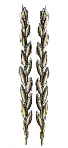 Triticum turgidum polonicum Polish Wheat