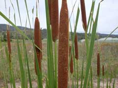 Typha orientalis Broadleaf Cumbungi Typha orientalis Broadleaf Cumbungi