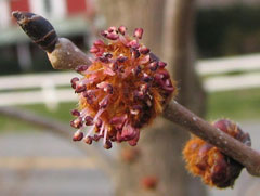 Ulmus rubra Slippery Elm Ulmus rubra Slippery Elm