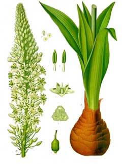 Urginea maritima Sea Squill, Red squill Urginea maritima Sea Squill, Red squill
