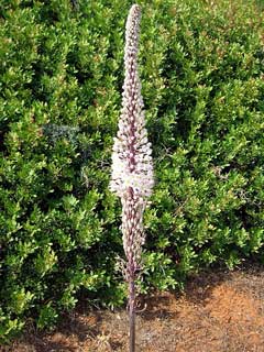 Urginea maritima Sea Squill, Red squill Urginea maritima Sea Squill, Red squill