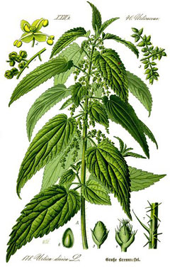 Urtica dioica Stinging Nettle, California nettle