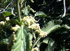 Urtica holosericea Stinging Nettle