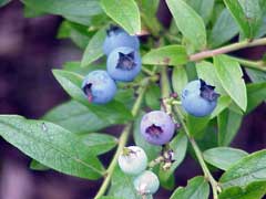 Vaccinium angustifolium Low Sweet Blueberry, Lowbush blueberry