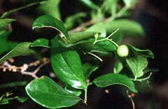 Vaccinium arboreum Farkleberry