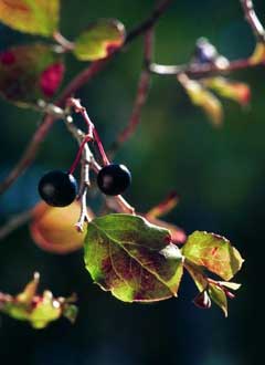 Vaccinium arboreum Farkleberry