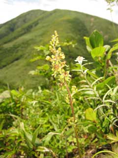 Veratrum maackii parviflorum Veratrum maackii parviflorum