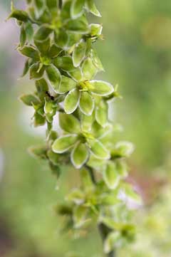 Veratrum maackii parviflorum Veratrum maackii parviflorum