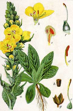 Verbascum densiflorum Mullein Verbascum densiflorum Mullein