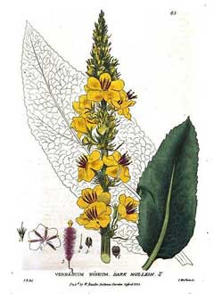 Verbascum nigrum Dark Mullein, Black mullein Verbascum nigrum Dark Mullein, Black mullein