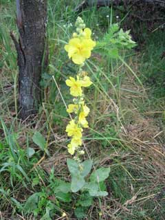 Verbascum phlomoides Wooly Mullein, Orange mullein Verbascum phlomoides Wooly Mullein, Orange mullein