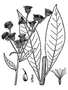 Vernonia glauca Ironweed, Broadleaf ironweed Vernonia glauca Ironweed, Broadleaf ironweed