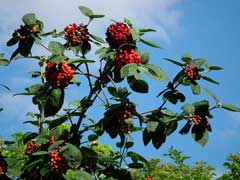 Viburnum lantana Wayfaring Tree, Wayfaring Tree Viburnum Viburnum lantana Wayfaring Tree, Wayfaring Tree Viburnum