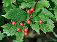 Viburnum opulus Guelder Rose, Cramp Bark,  European cranberrybush, American cranberrybush, Crampbark, European Highb