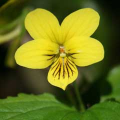 Viola brevistipulata Viola brevistipulata