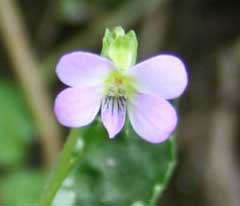 Viola diffusa Viola diffusa