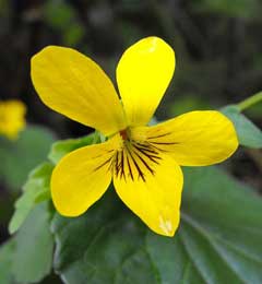 Viola glabella Stream Violet, Pioneer violet Viola glabella Stream Violet, Pioneer violet