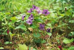 Viola langsdorffii Alaska Violet. Aleutian violet Viola langsdorffii Alaska Violet. Aleutian violet