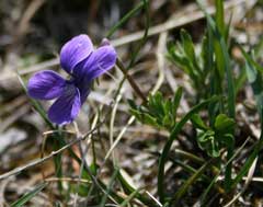 Viola pinnata Viola pinnata